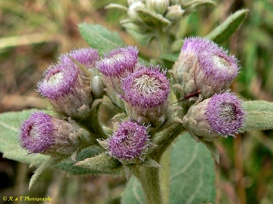 {Pluchea baccharis}